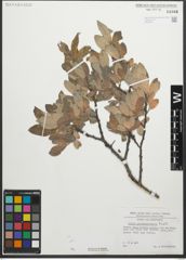 Foto von Salix glaucosericea Flod.